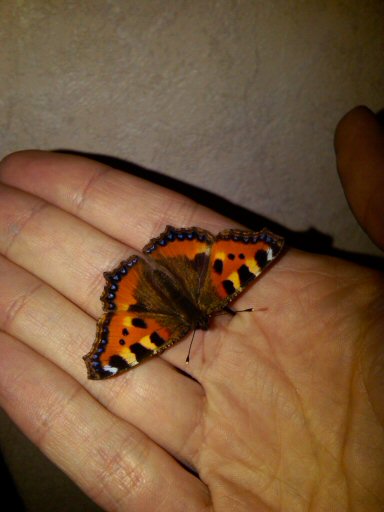 Butterfly (Small Tortoiseshell)