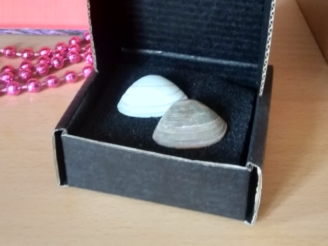 Two seashells in a small padded box